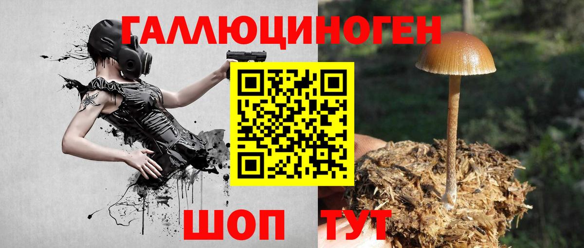 Псилоцибиновые грибы Cubensis Миллерово